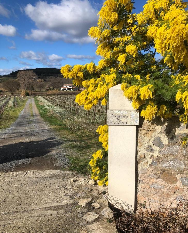 Domaine De Peilhan Roujan ภายนอก รูปภาพ