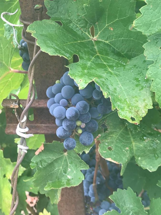 Domaine De Peilhan Roujan ภายนอก รูปภาพ